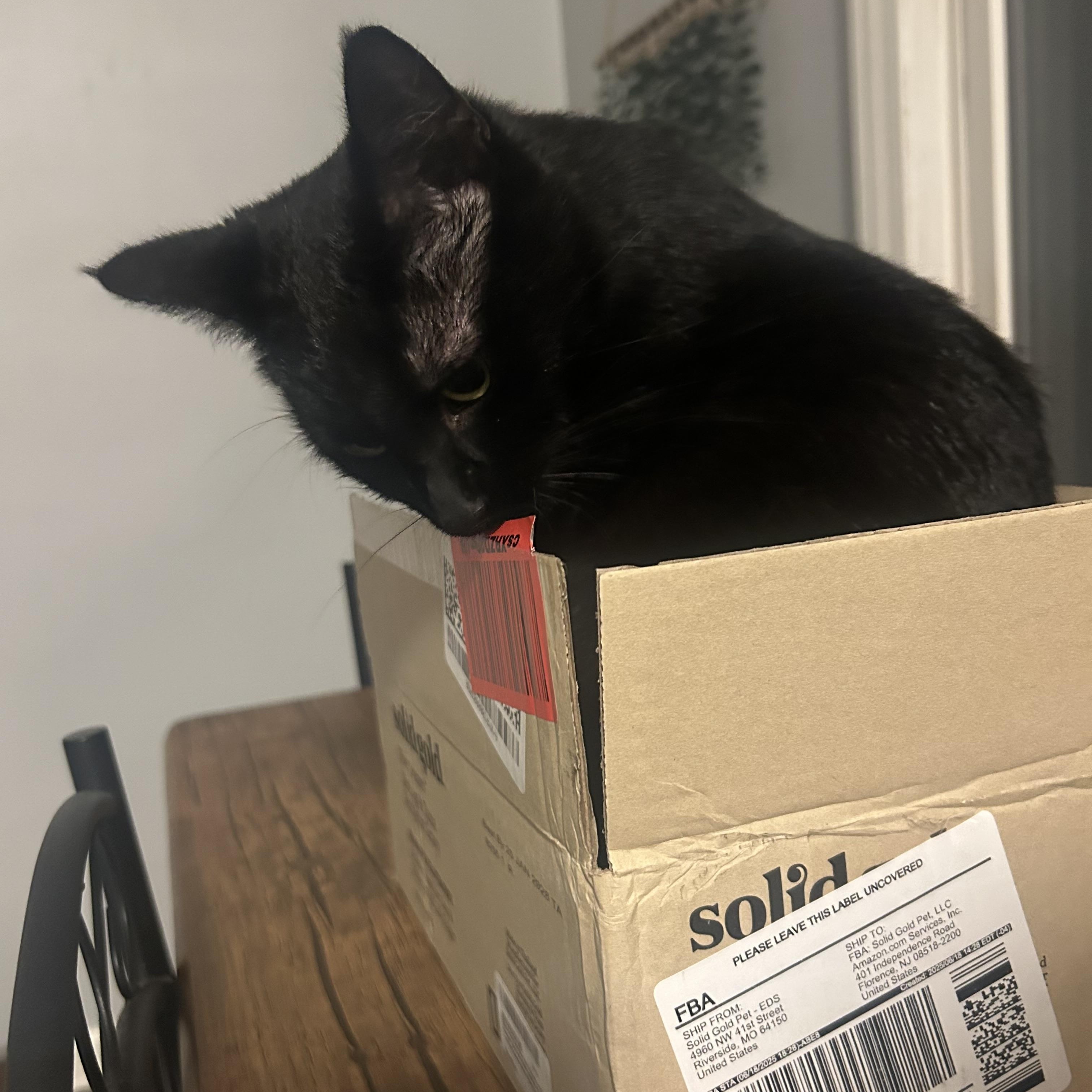 Raven, a Adoptable Domestic Short Hair in Macomb, MI image 2/6