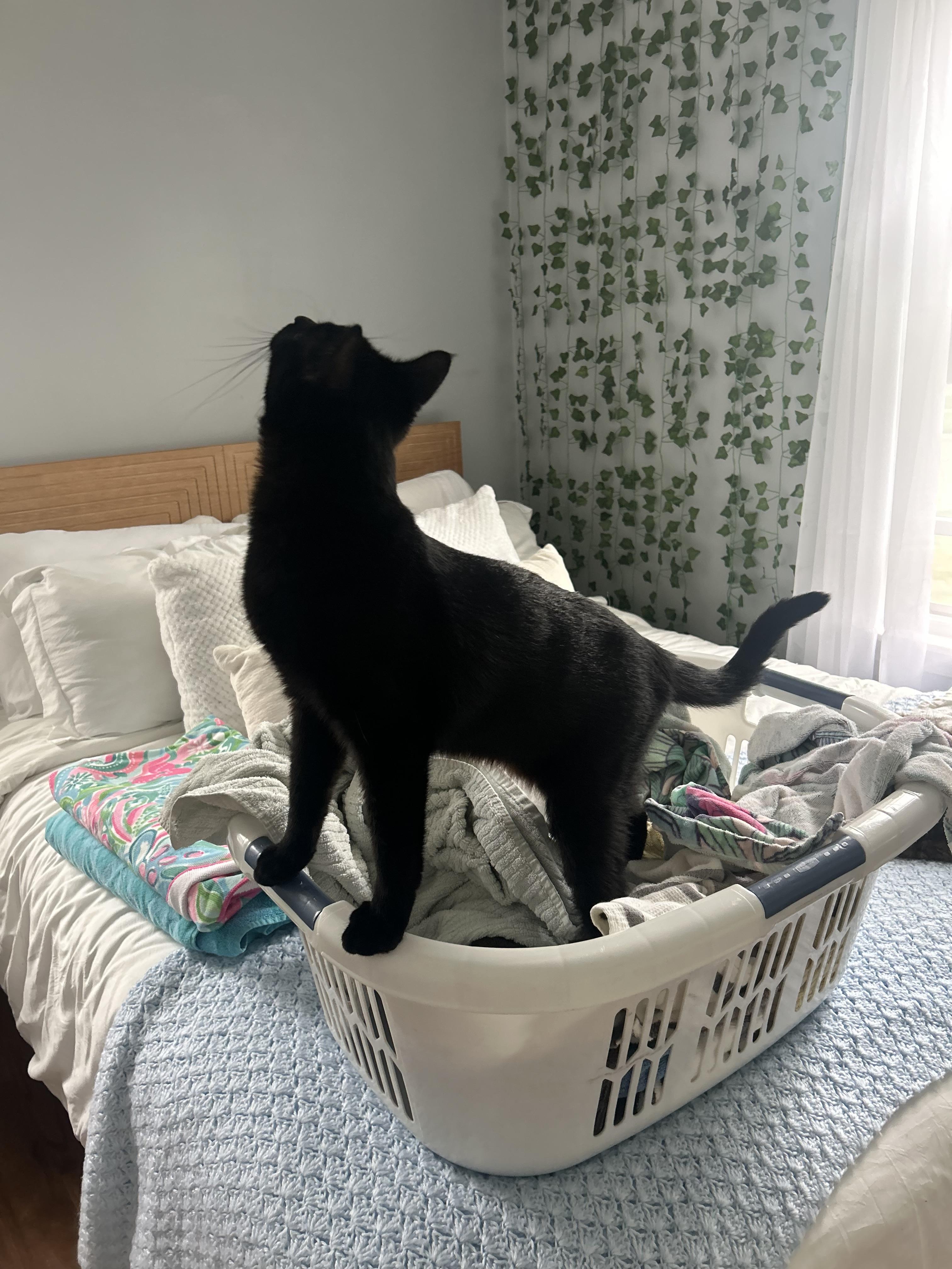 Raven, a Adoptable Domestic Short Hair in Macomb, MI image 5/6