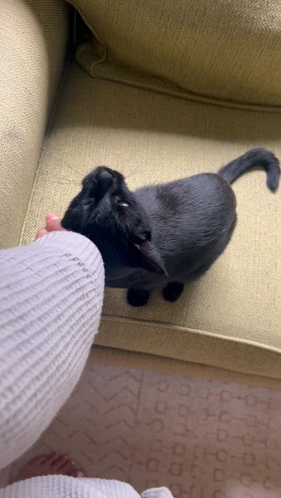 Enlarge Raven, a Adoptable Domestic Short Hair in Macomb, MI video 6/6