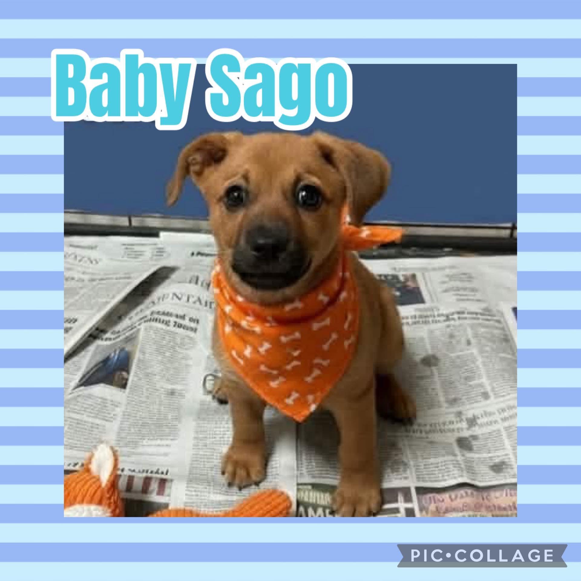 Sago, ADOPTABLE, Puppy Male Boxer.