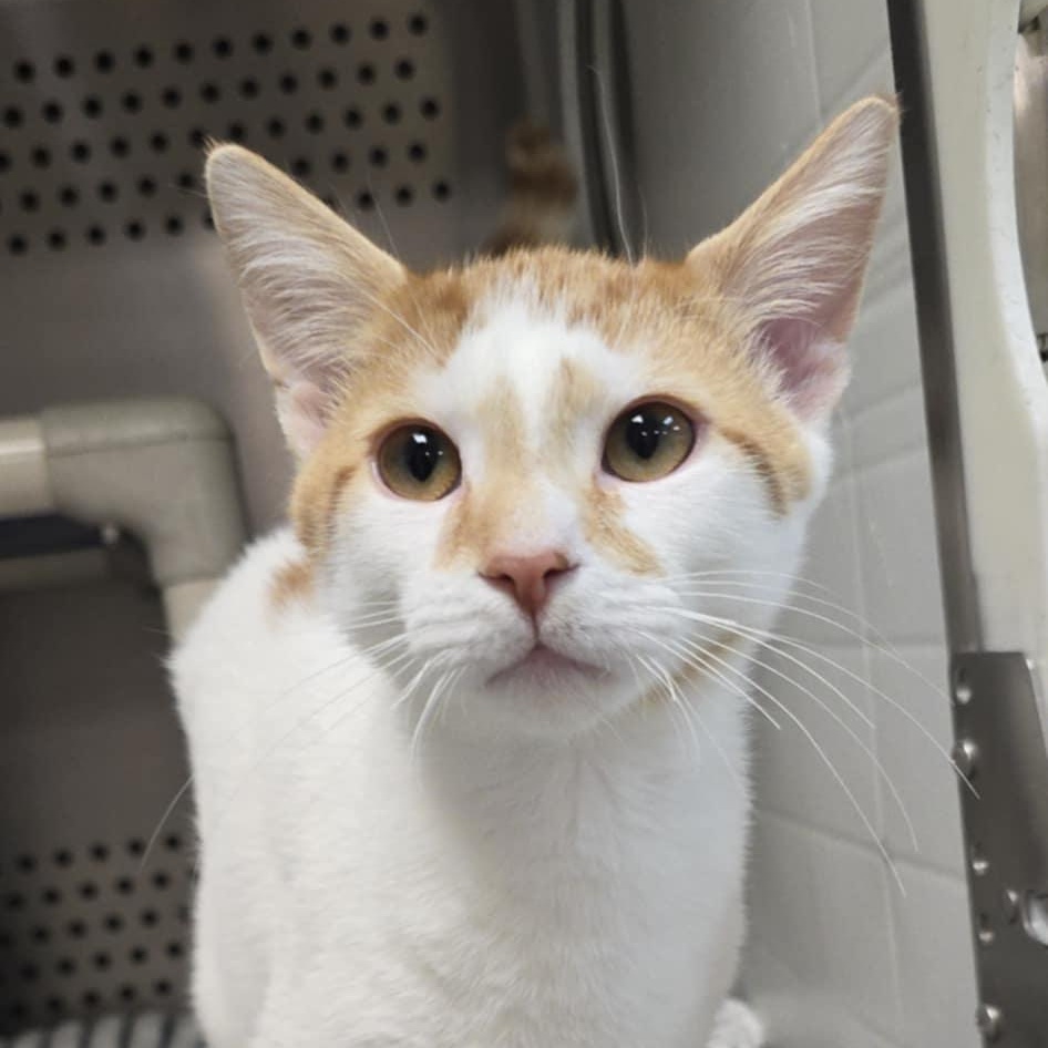Enlarge Cheddar, an adopted Domestic Short Hair in Orange, VA image 1/1
