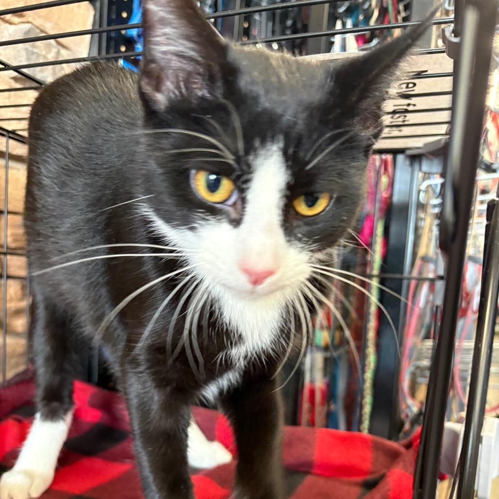 Enlarge Tootsie, a Adoptable Domestic Short Hair in St. Paul, MN image 2/5