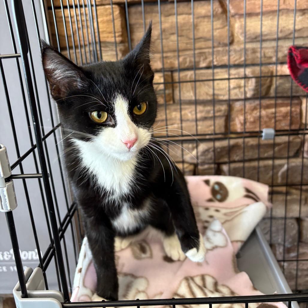 Enlarge Tootsie, a Adoptable Domestic Short Hair in St. Paul, MN image 3/5