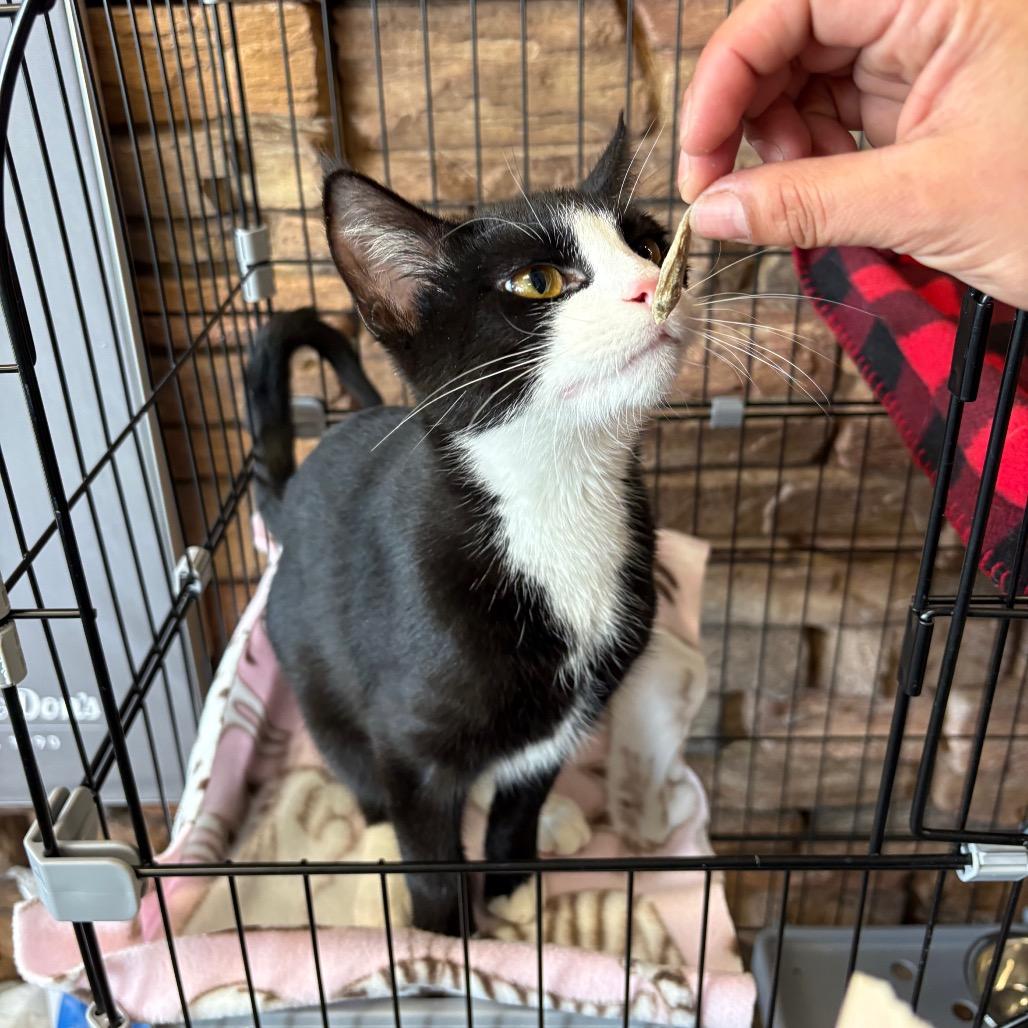 Enlarge Tootsie, a Adoptable Domestic Short Hair in St. Paul, MN image 4/5