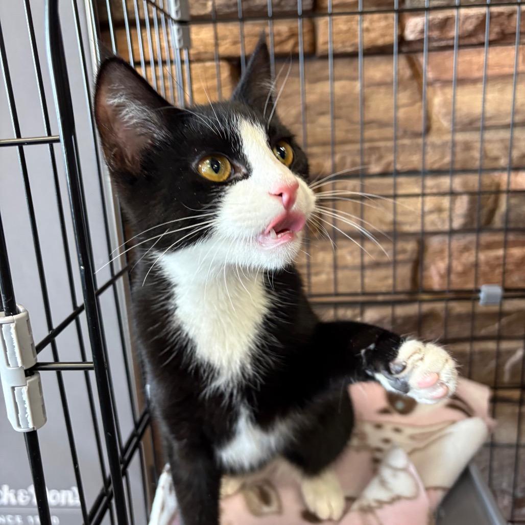 Enlarge Tootsie, a Adoptable Domestic Short Hair in St. Paul, MN image 5/5