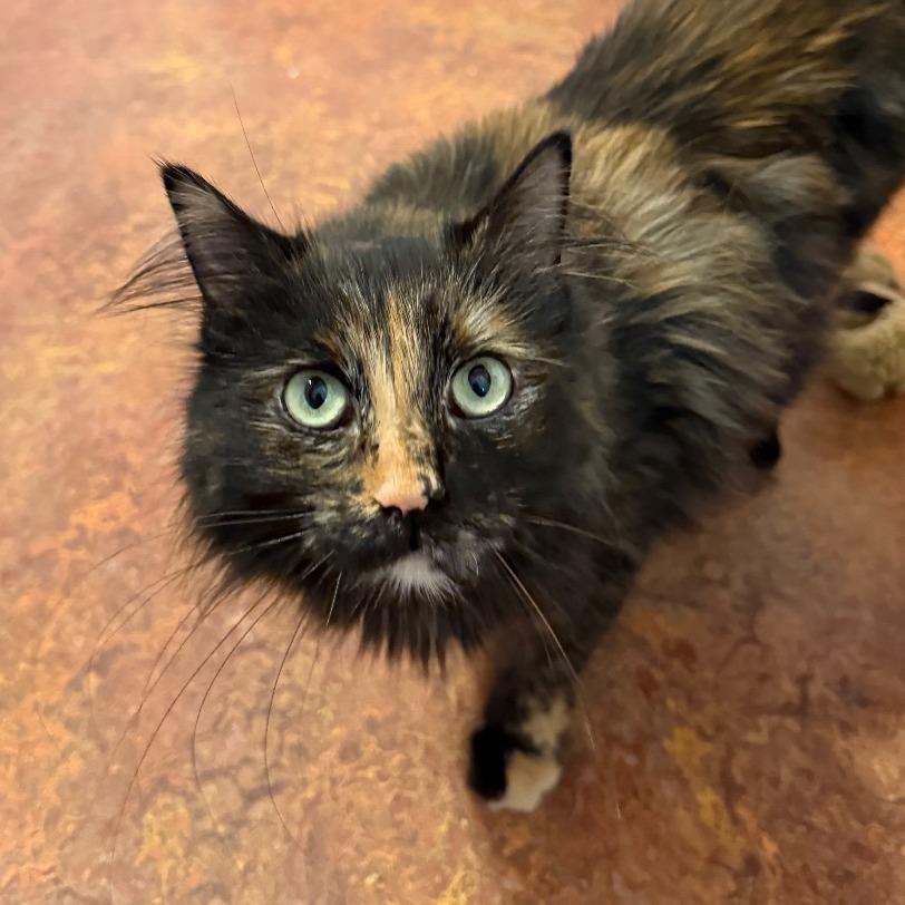 JoJo, Adoptable, Adult Female Domestic Long Hair.