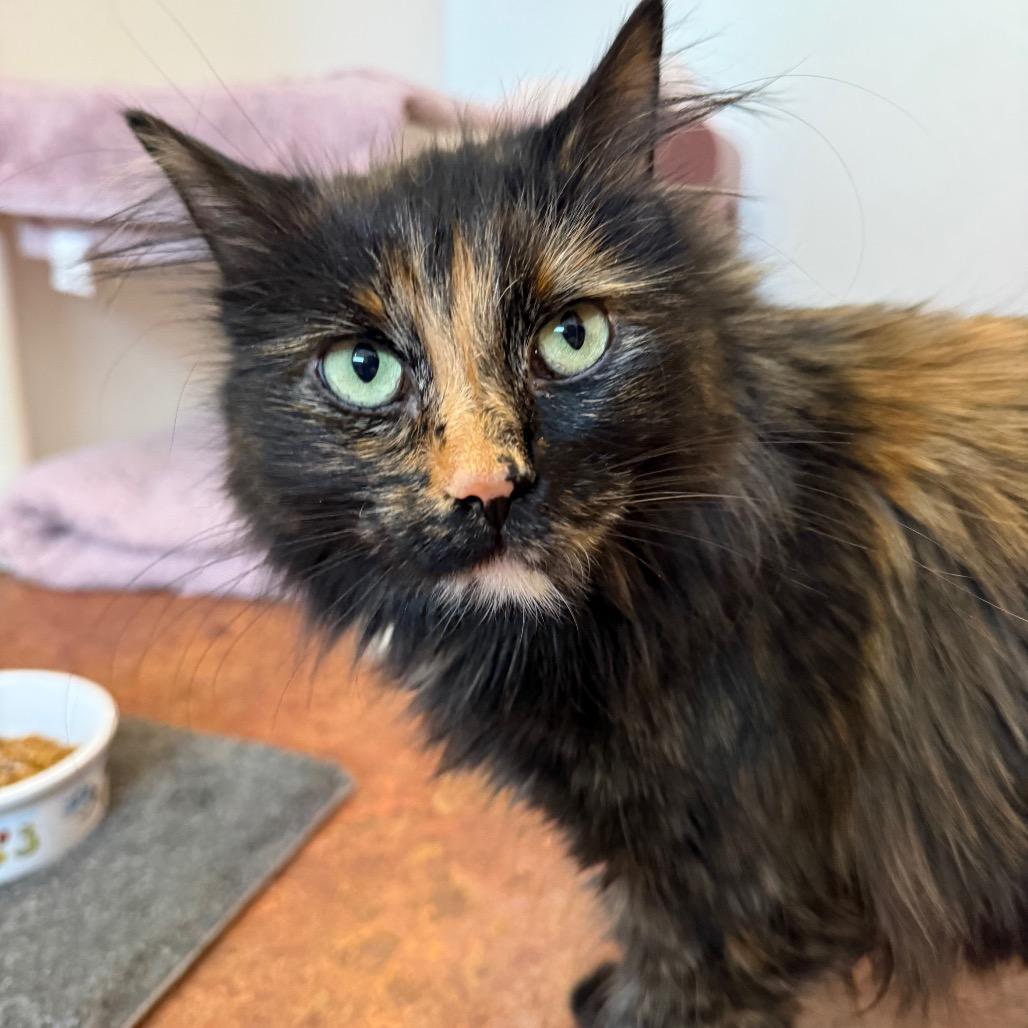 JoJo, Adoptable, Adult Female Domestic Long Hair.