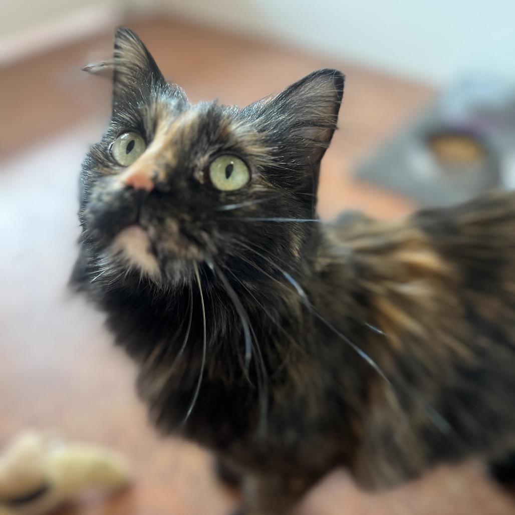 Enlarge JoJo, a Adoptable Domestic Long Hair in Glenwood Springs, CO image 3/6