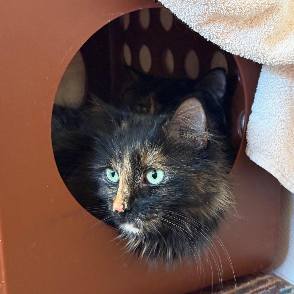 Enlarge JoJo, a Adoptable Domestic Long Hair in Glenwood Springs, CO image 4/6