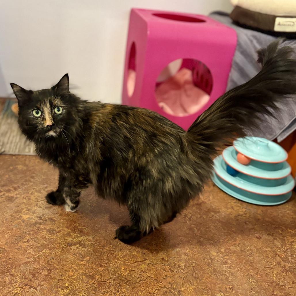 Enlarge JoJo, a Adoptable Domestic Long Hair in Glenwood Springs, CO image 5/6