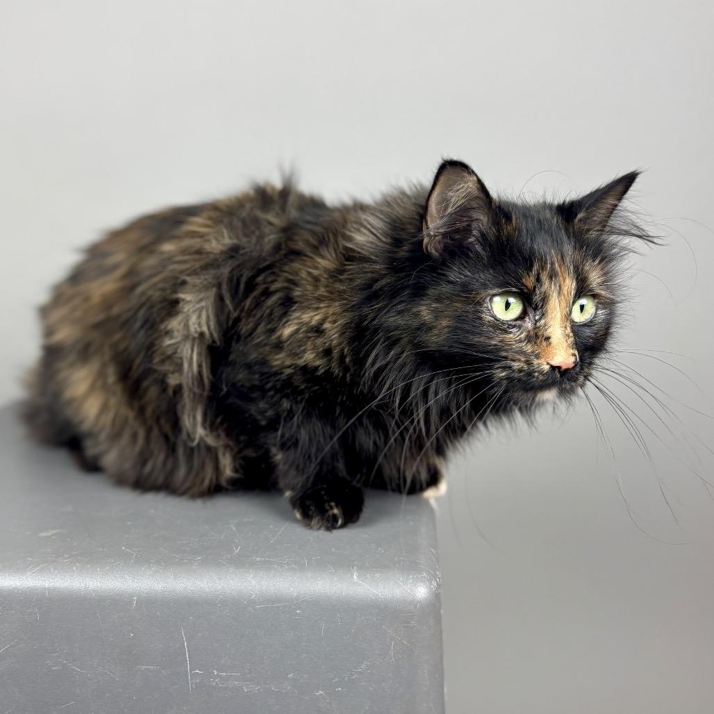 Enlarge JoJo, a Adoptable Domestic Long Hair in Glenwood Springs, CO image 6/6