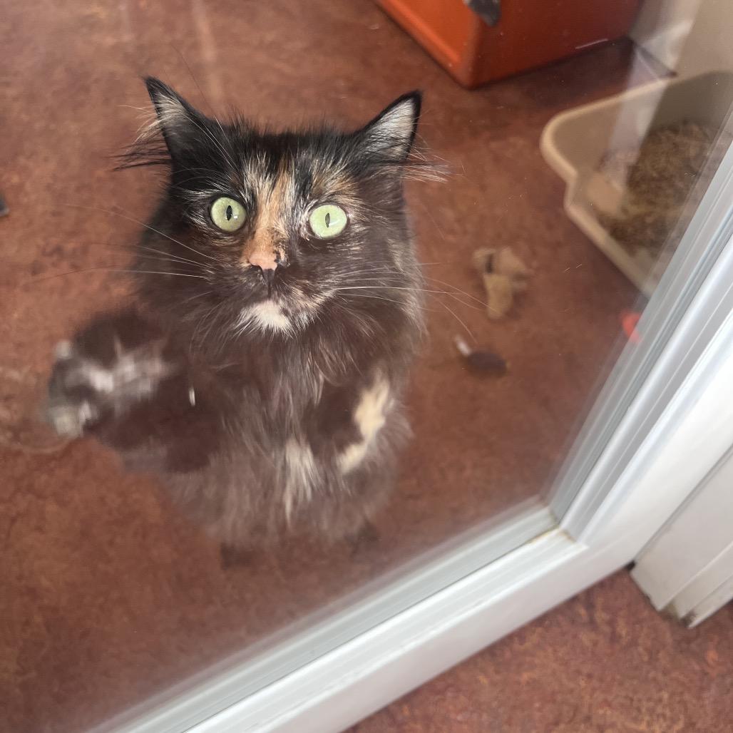 JoJo, a Adoptable Domestic Long Hair in Glenwood Springs, CO image 6/6