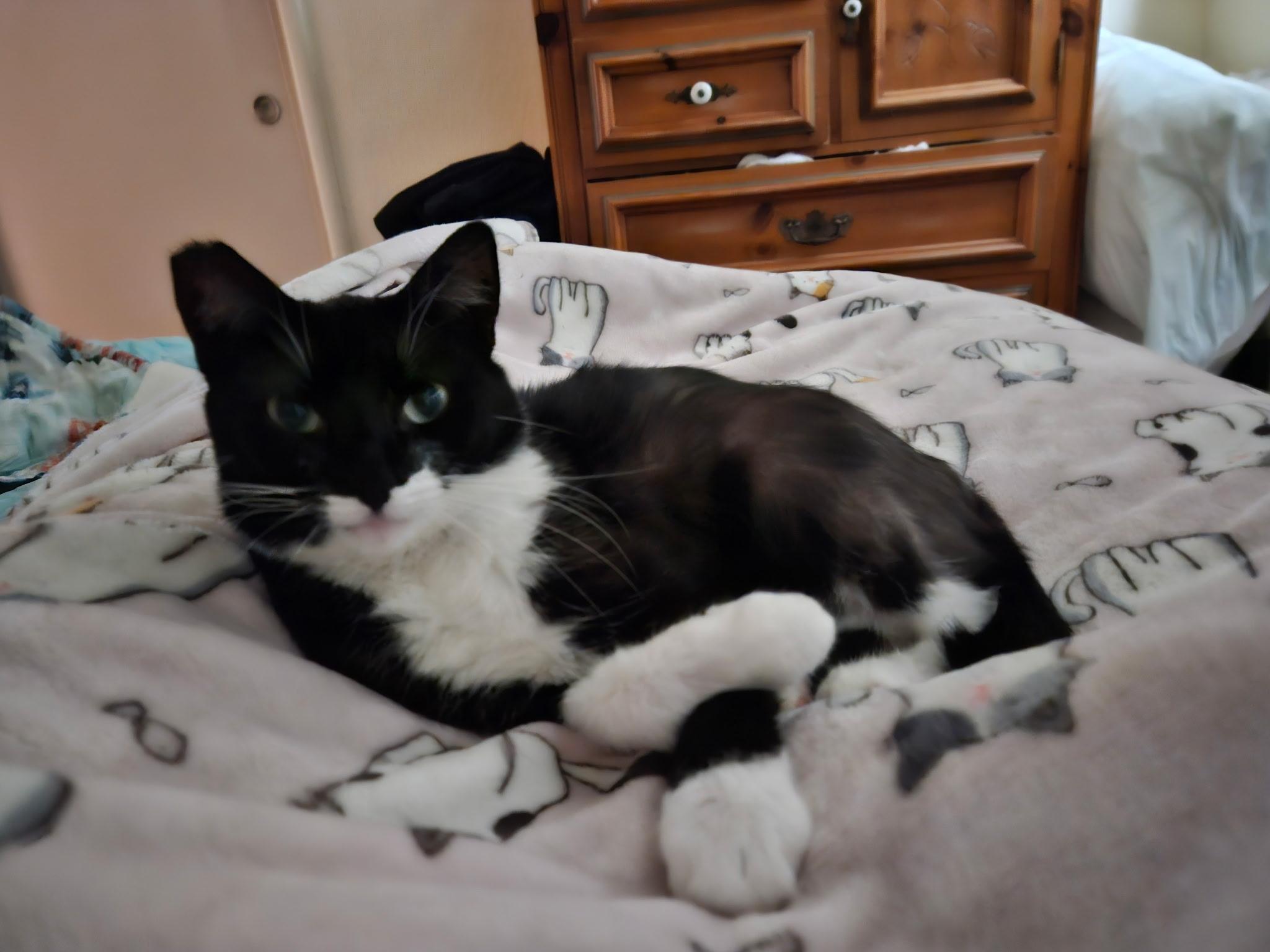 Pepper INDOOR ONLY — thumbnail 2