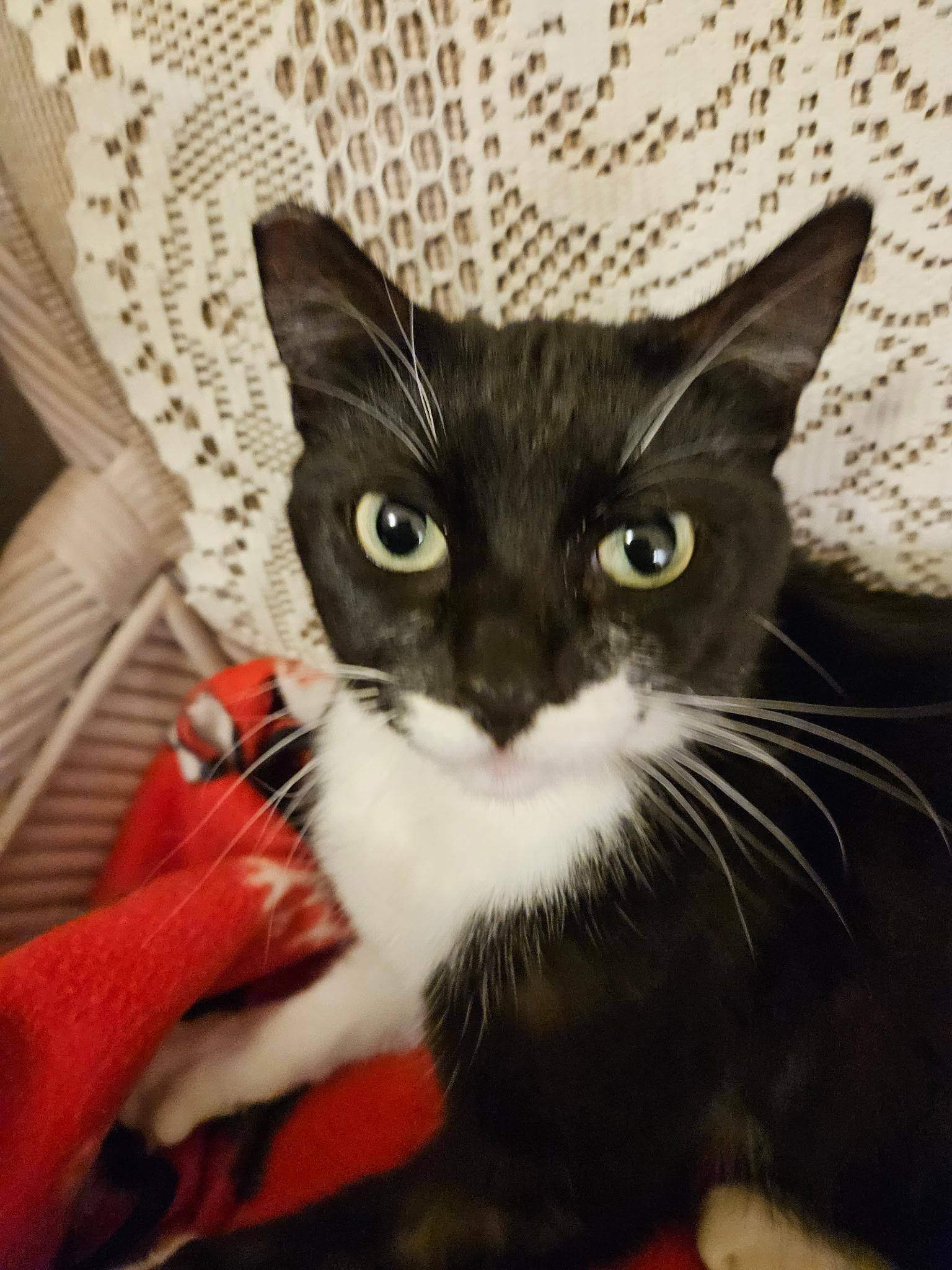 Pepper INDOOR ONLY — thumbnail 3