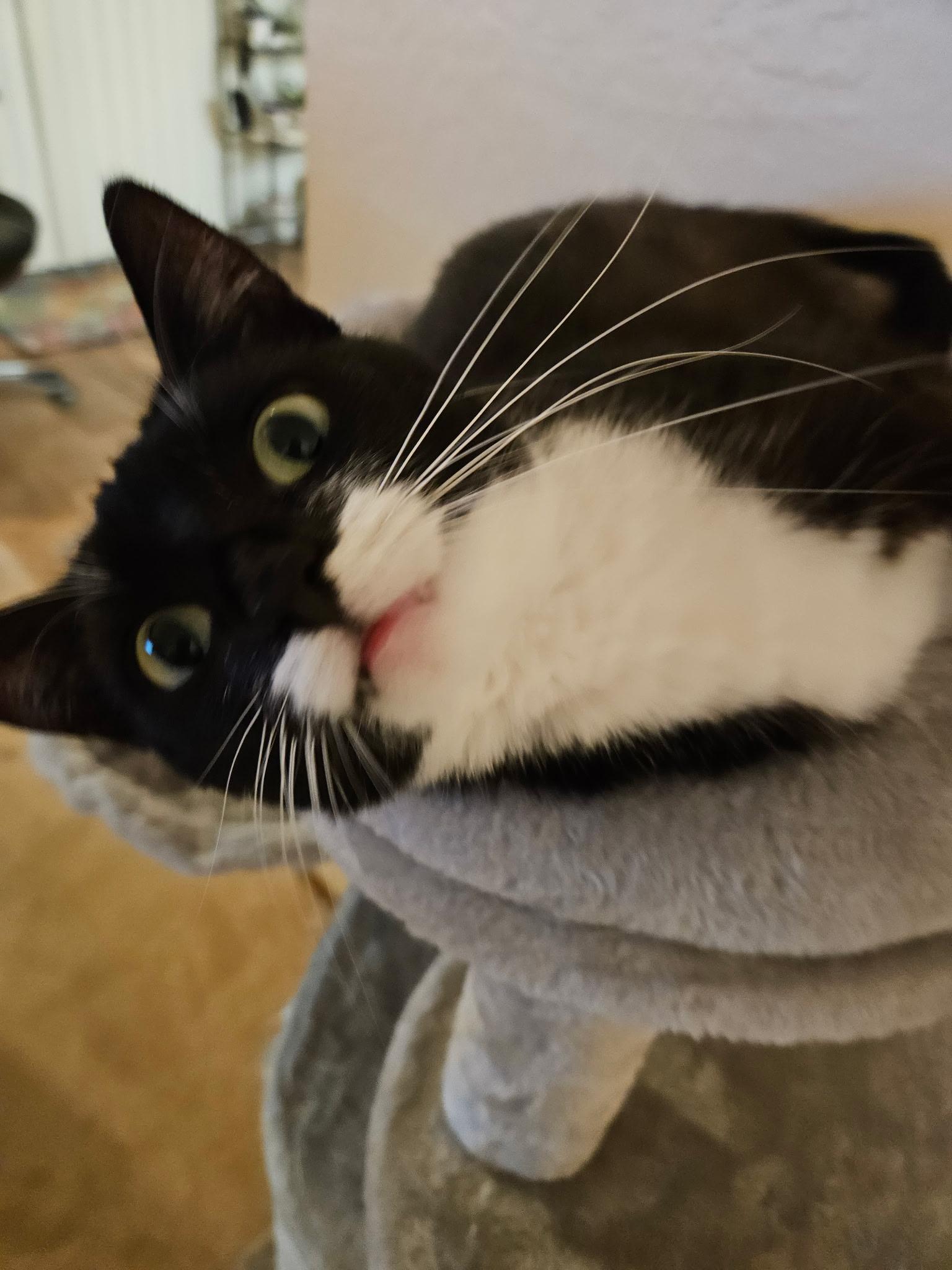 Pepper INDOOR ONLY — thumbnail 4