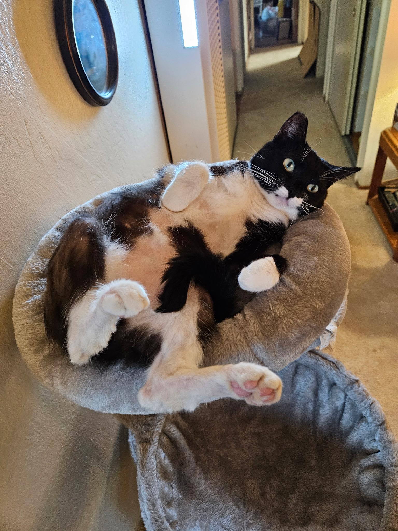 Pepper INDOOR ONLY — thumbnail 5