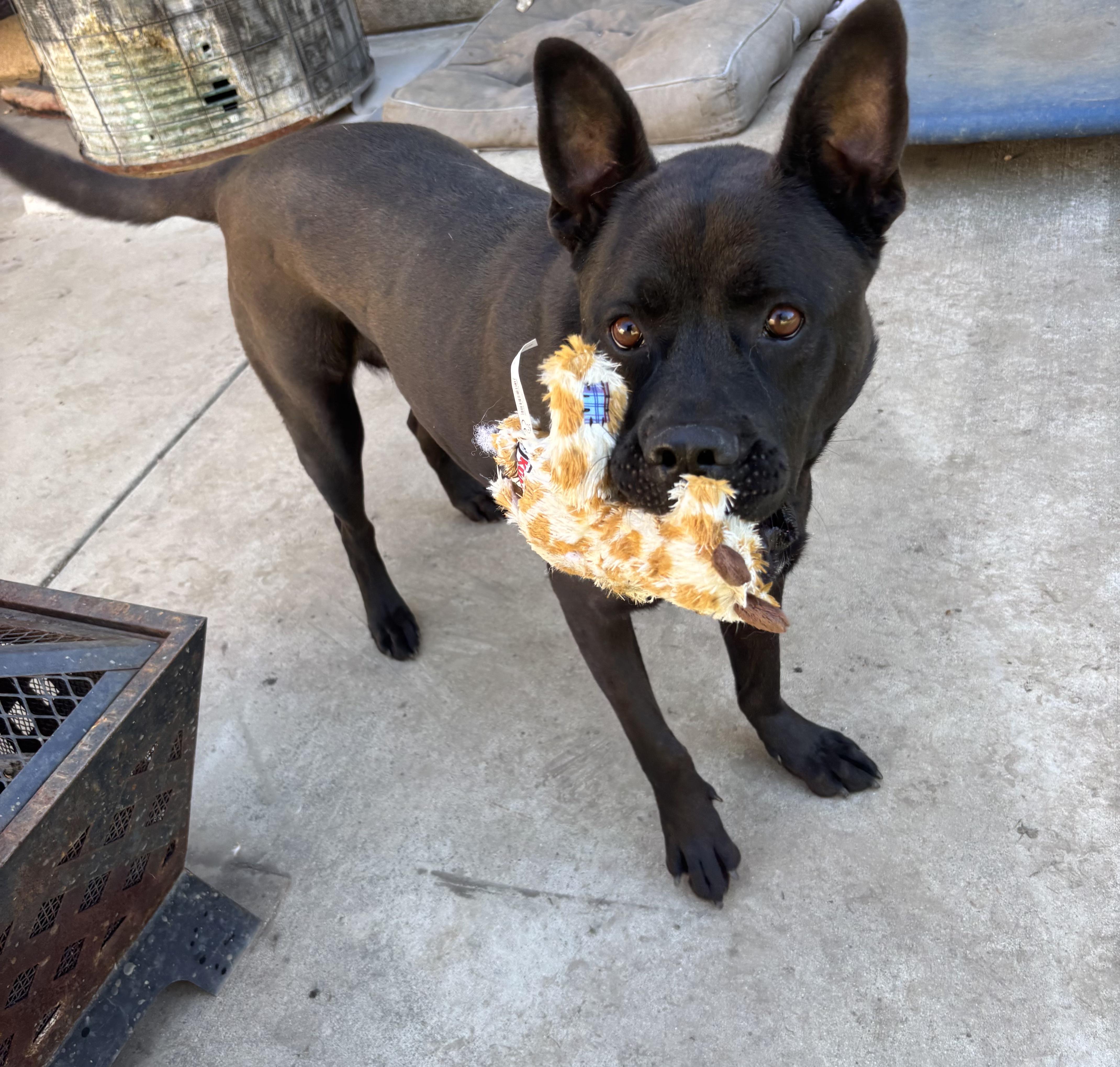 Enlarge Angel, a ADOPTABLE mixed breed in Los Angeles, CA image 4/6