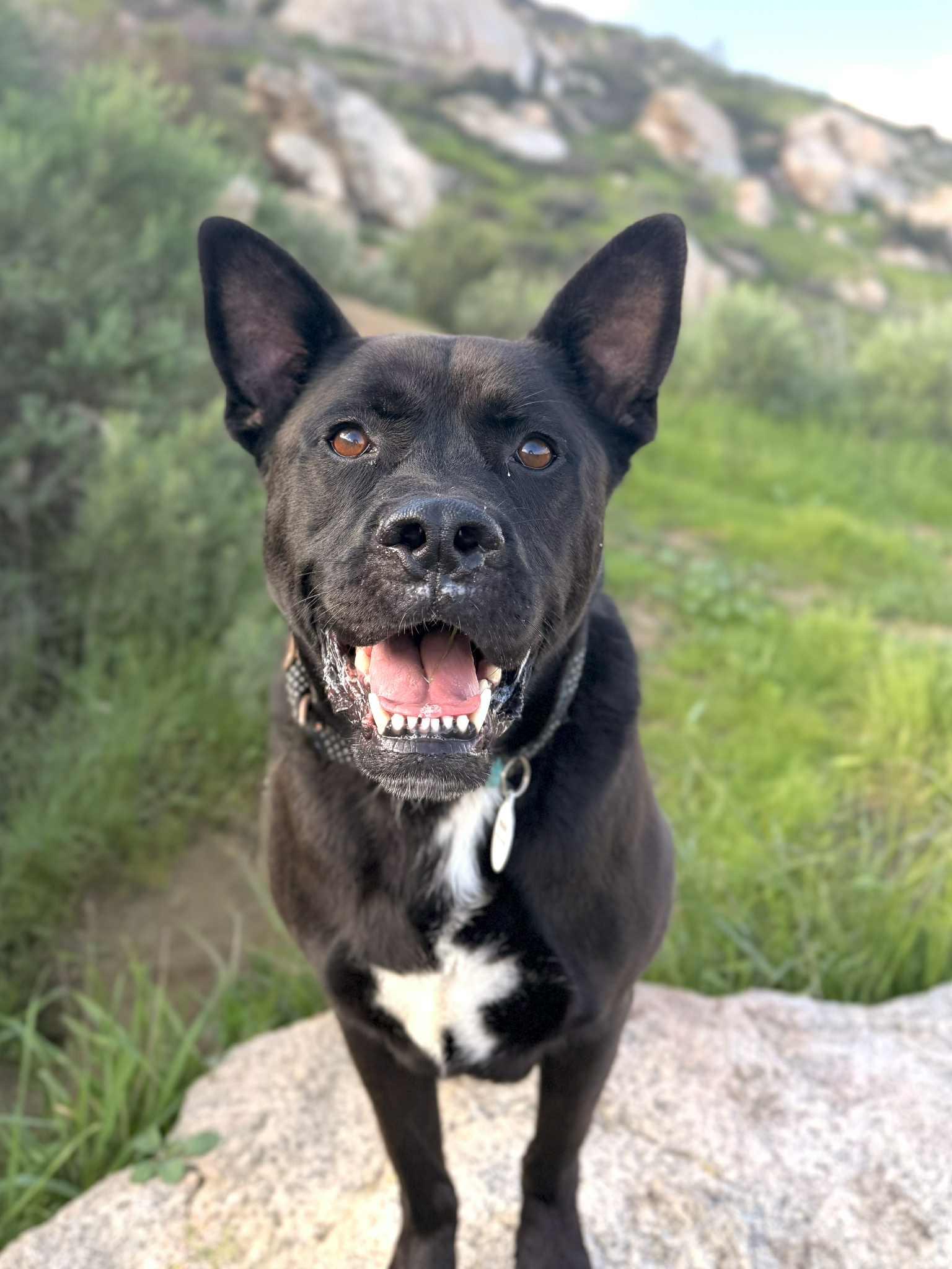 Enlarge Angel, a ADOPTABLE mixed breed in Los Angeles, CA image 2/6