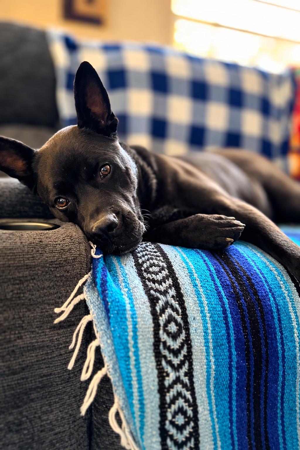 Angel, ADOPTABLE, Adult Female Pit Bull Terrier & Australian Cattle Dog / Blue Heeler.