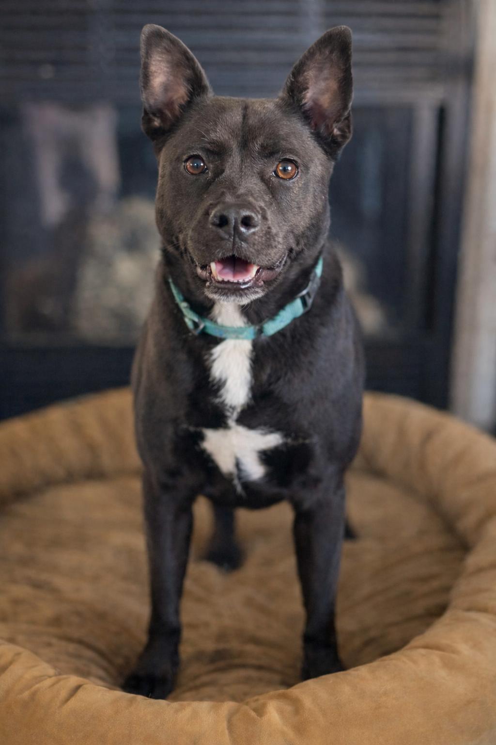 Enlarge Angel, a ADOPTABLE mixed breed in Los Angeles, CA image 5/6