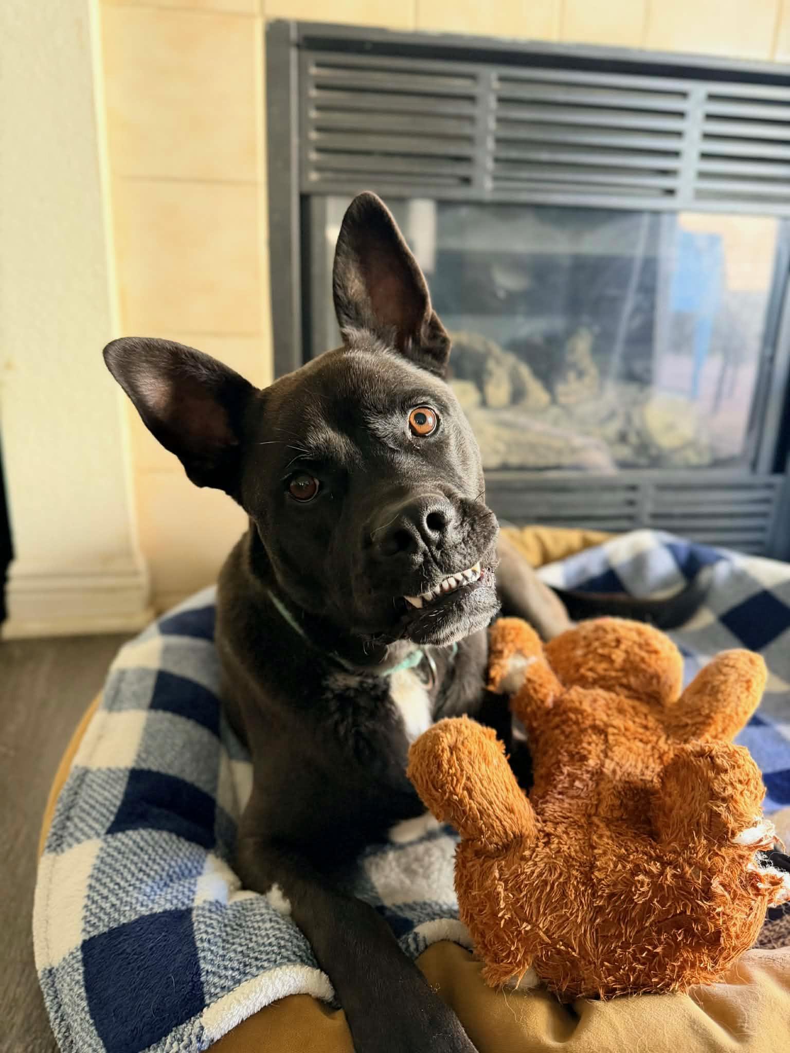 Enlarge Angel, a ADOPTABLE mixed breed in Los Angeles, CA image 6/6