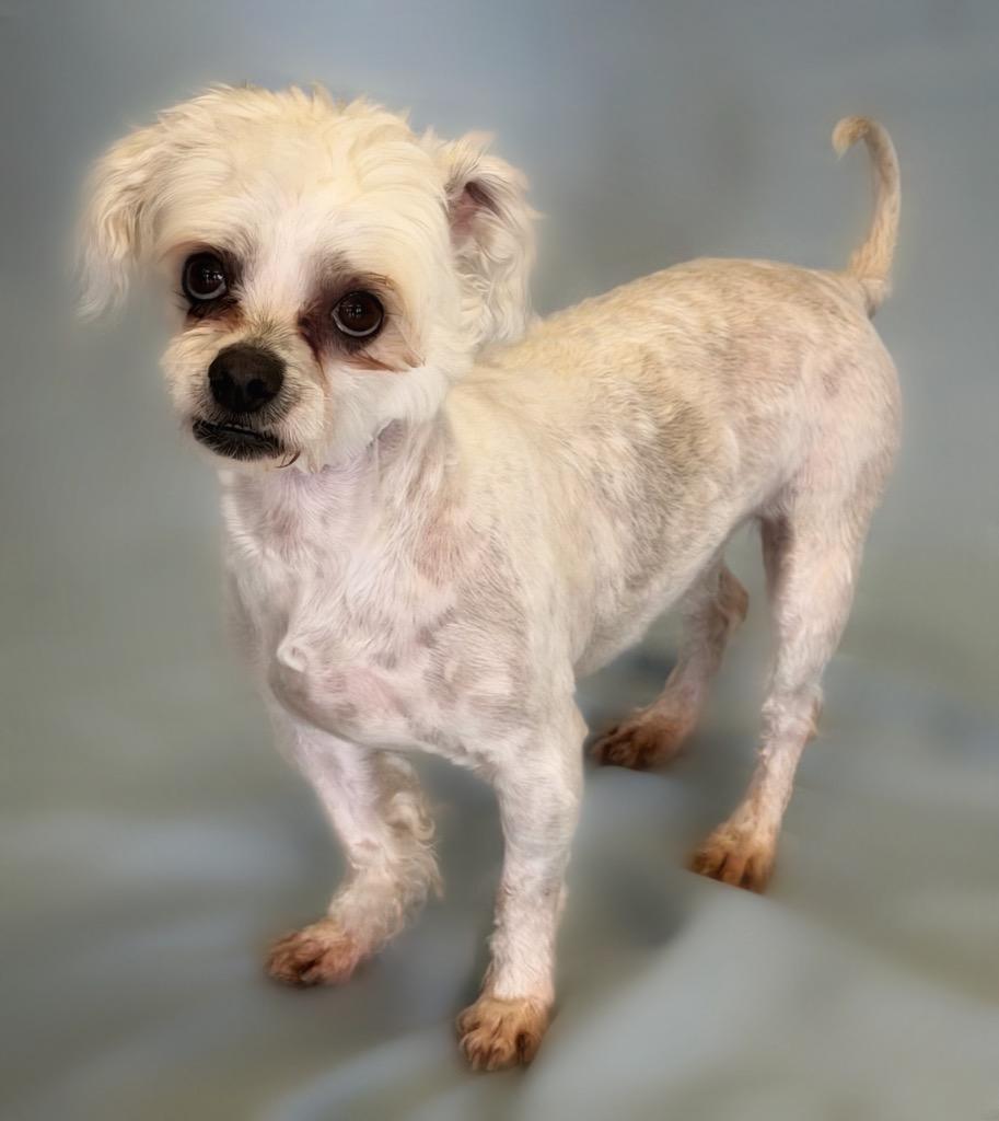 Carmelo, ADOPTABLE, Adult Male Maltese & Poodle.