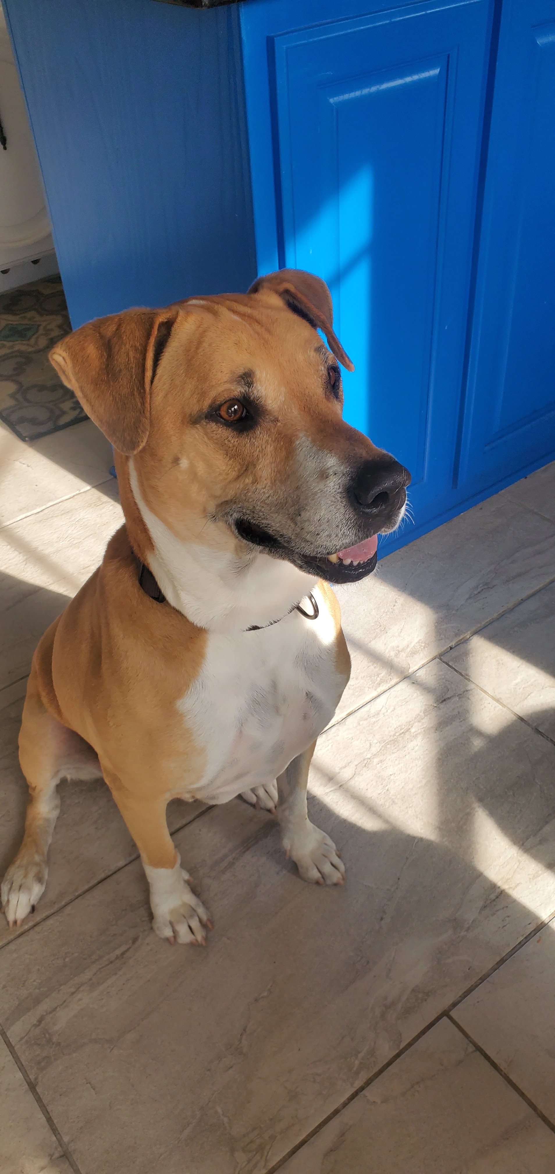 Astro, a Adoptable mixed breed in White Settlement, TX image 1/4