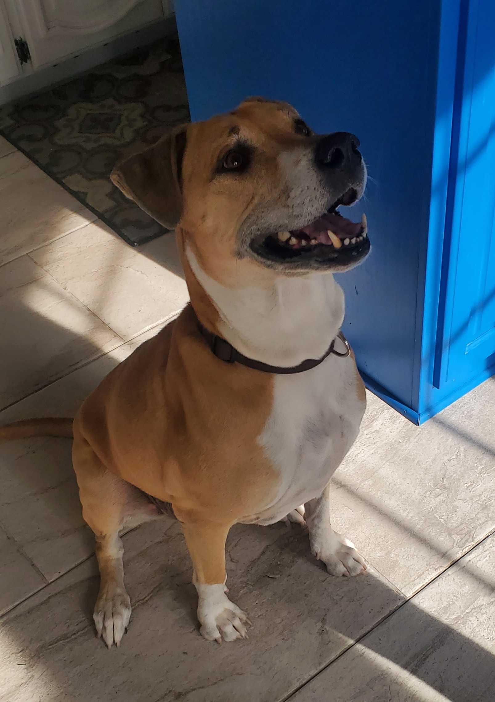 Astro, a Adoptable mixed breed in White Settlement, TX image 2/4