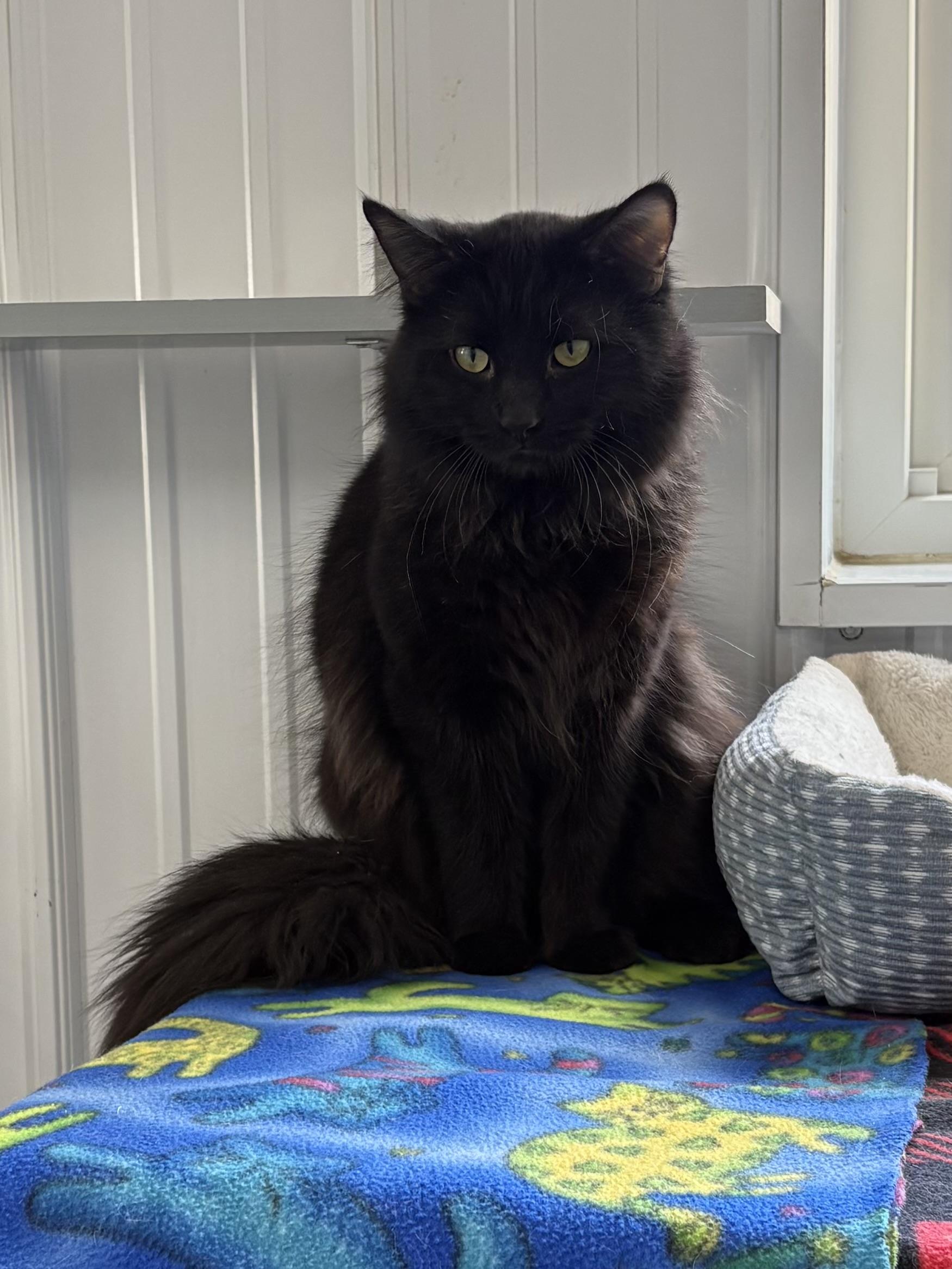 Simon, ADOPTABLE, Adult Male Domestic Long Hair.