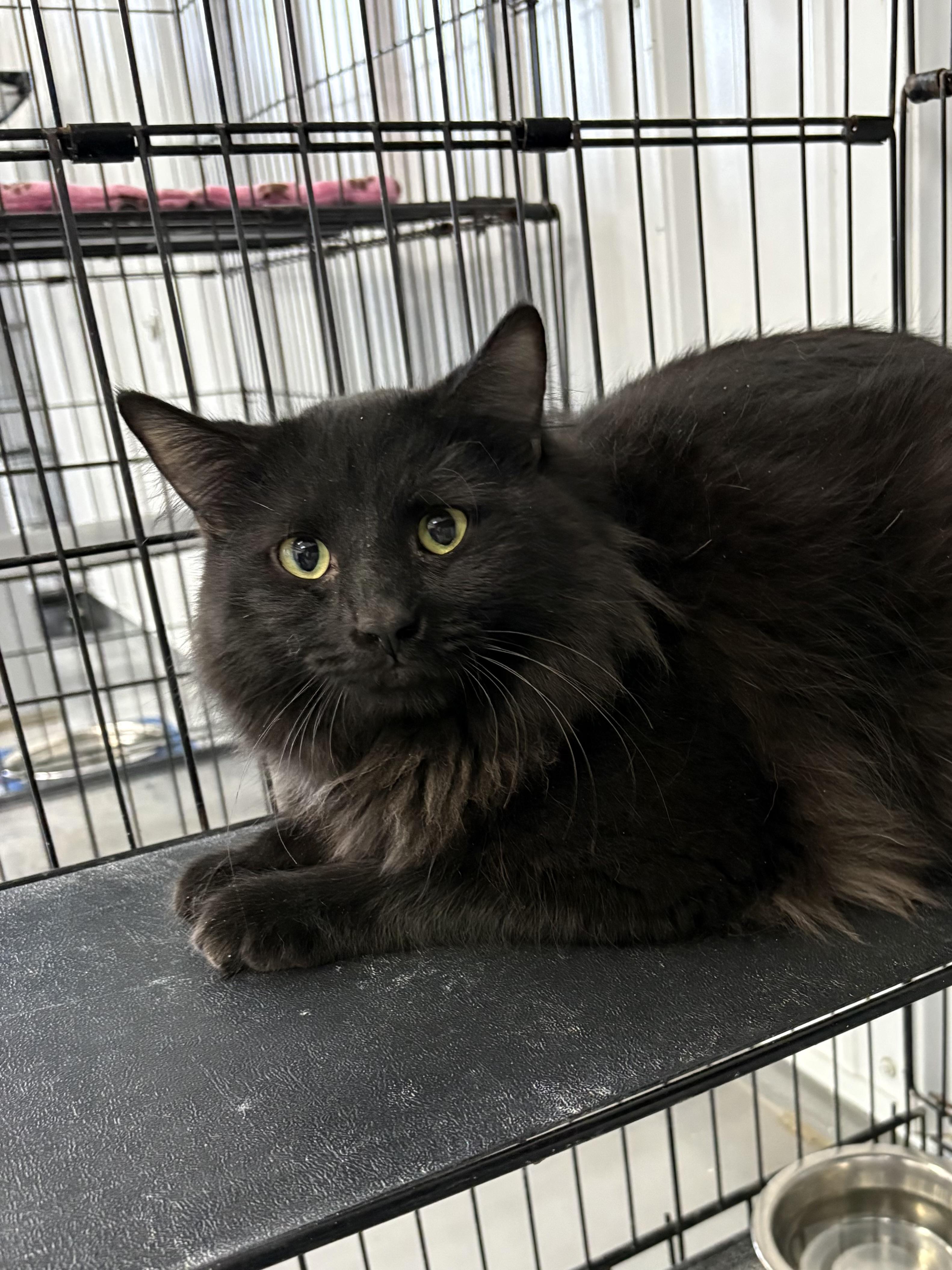 Enlarge Simon, a ADOPTABLE Domestic Long Hair in Big Rapids, MI image 2/4