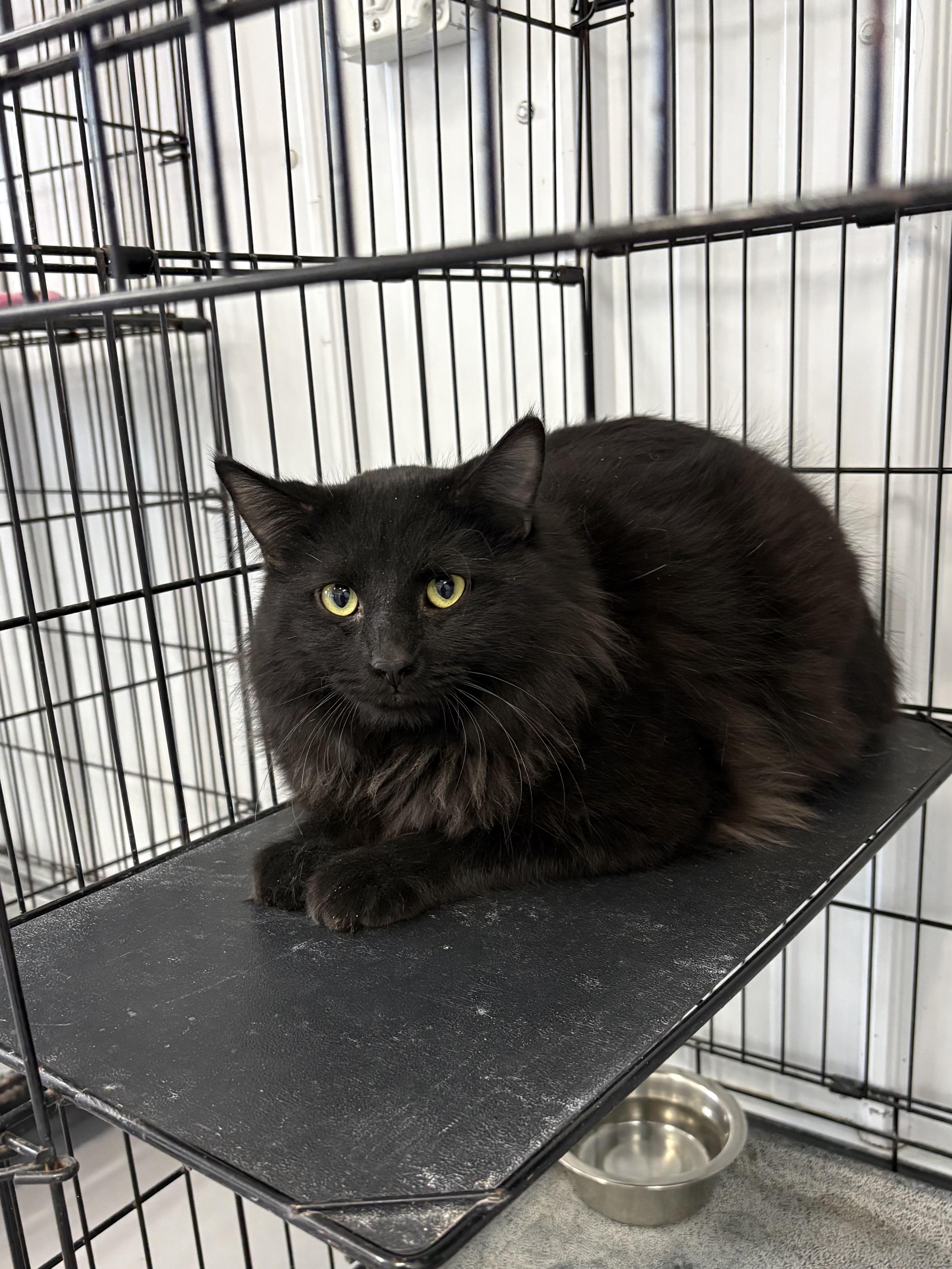 Enlarge Simon, a ADOPTABLE Domestic Long Hair in Big Rapids, MI image 3/4
