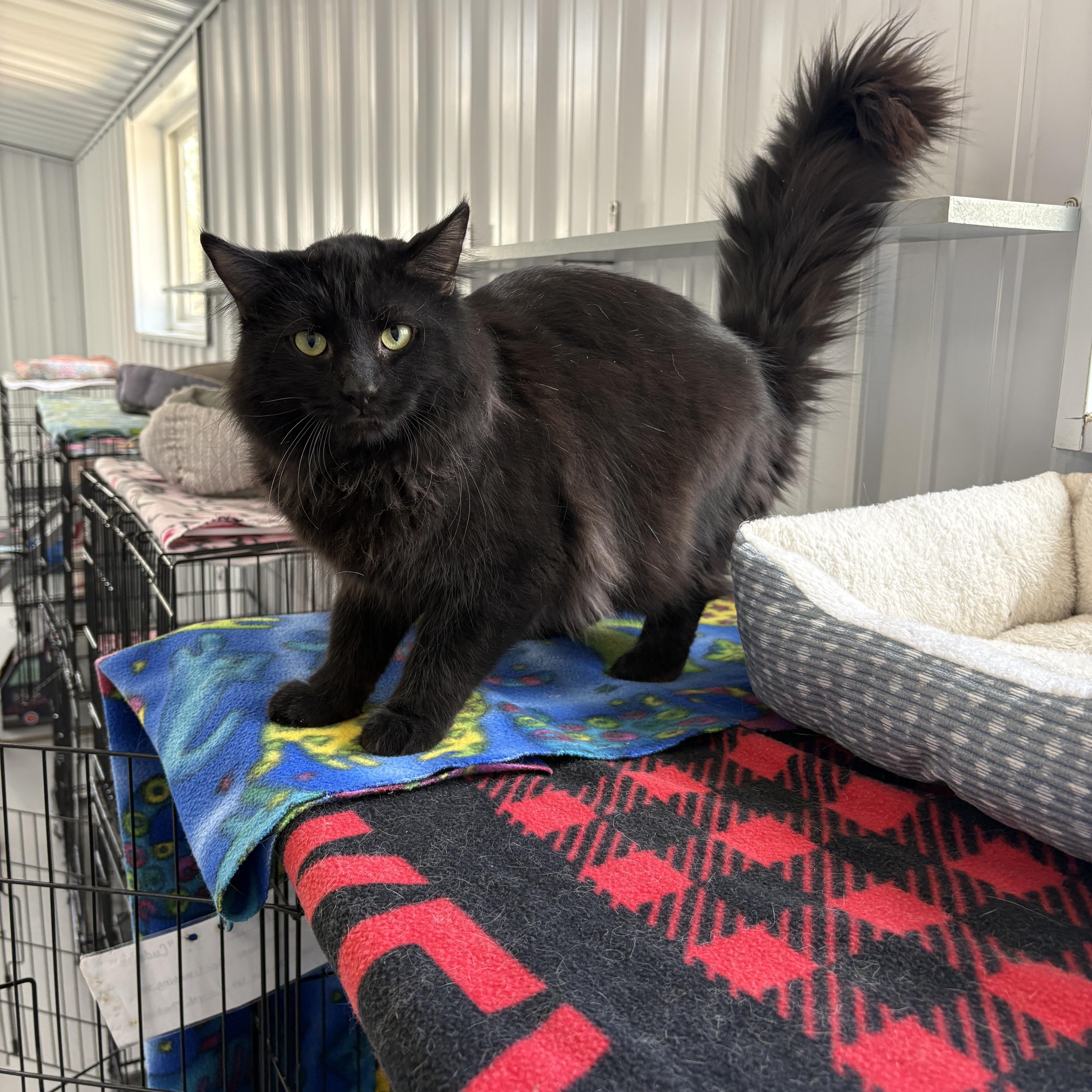 Enlarge Simon, a ADOPTABLE Domestic Long Hair in Big Rapids, MI image 4/4