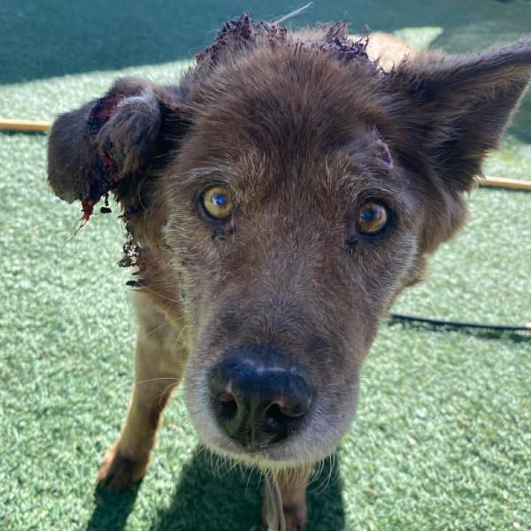 Brandy, Adoptable, Senior Female Chow Chow & Mixed Breed.