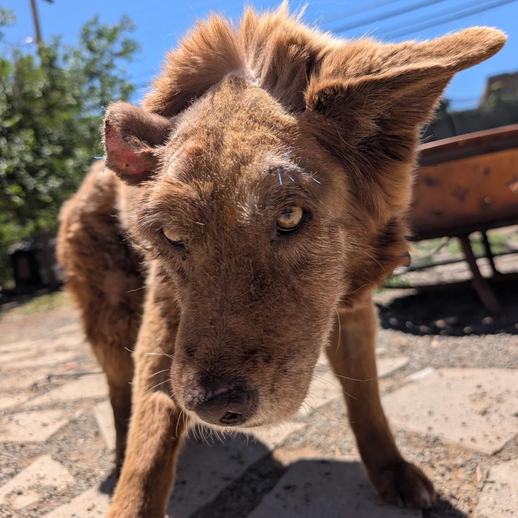 Brandy, a Adoptable mixed breed in Fort Collins, CO image 2/6