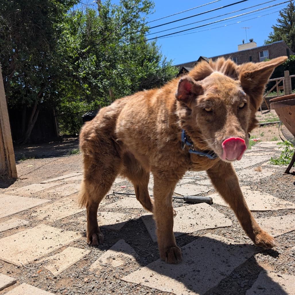 Brandy, a Adoptable mixed breed in Fort Collins, CO image 3/6