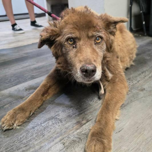 Enlarge Brandy, a Adoptable mixed breed in Fort Collins, CO image 2/2