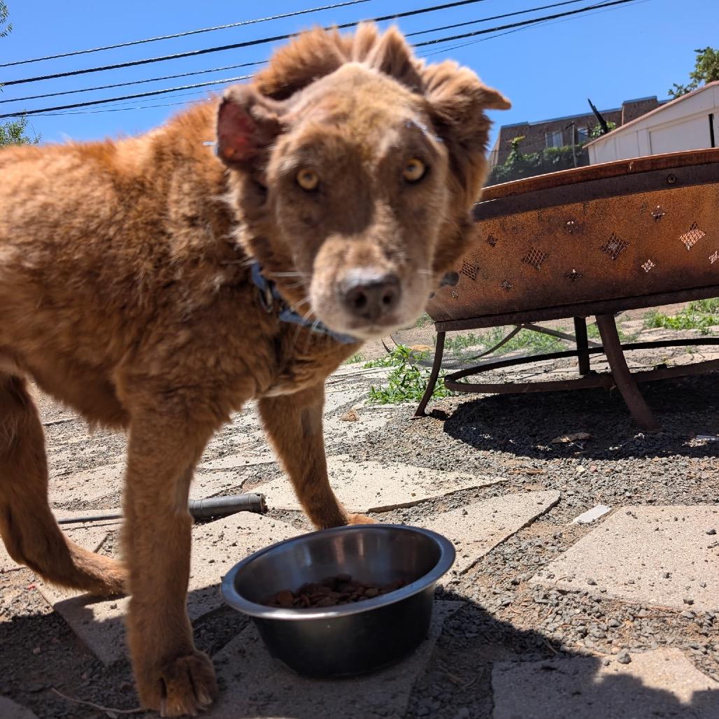 Brandy, a Adoptable mixed breed in Fort Collins, CO image 5/6