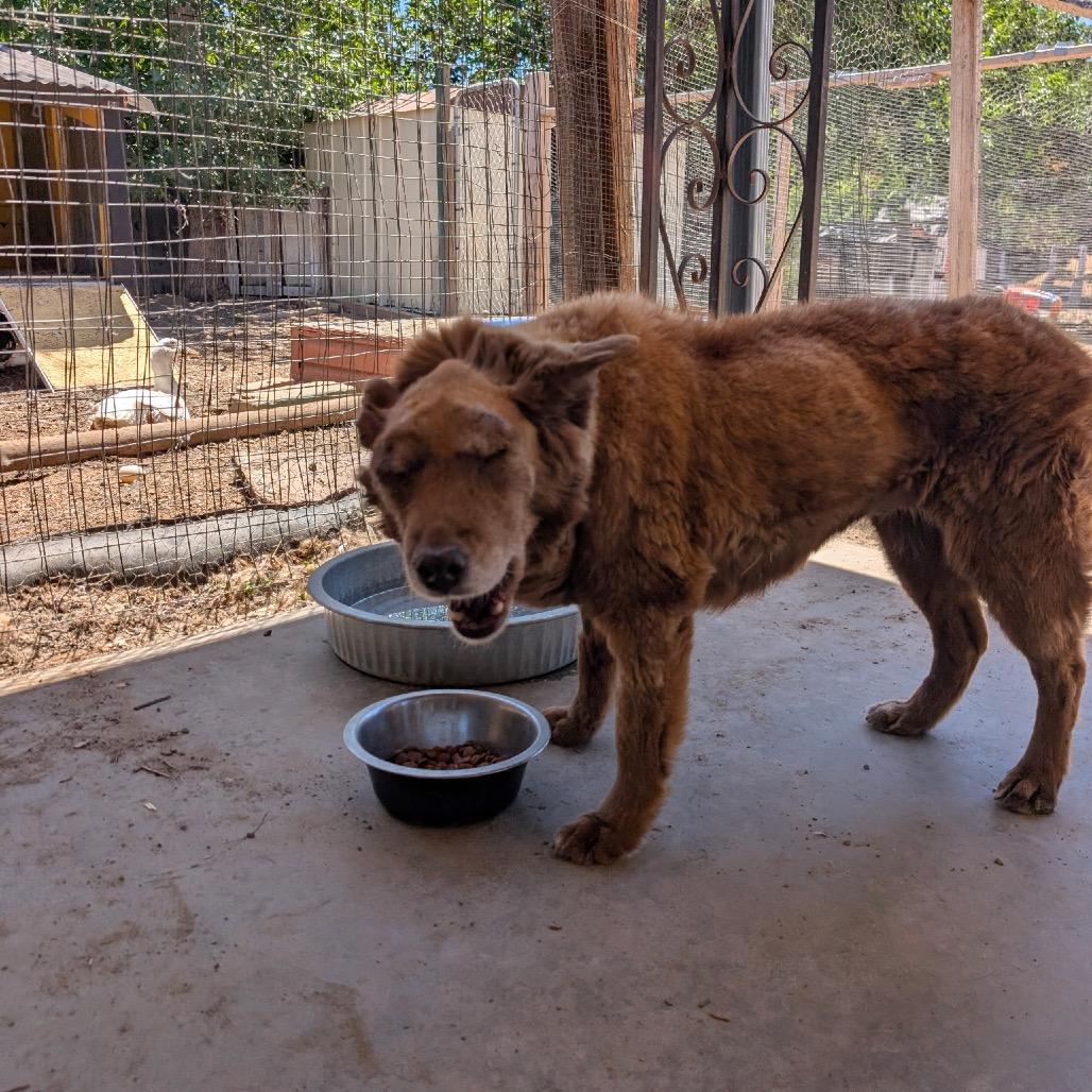 Brandy, a Adoptable mixed breed in Fort Collins, CO image 6/6