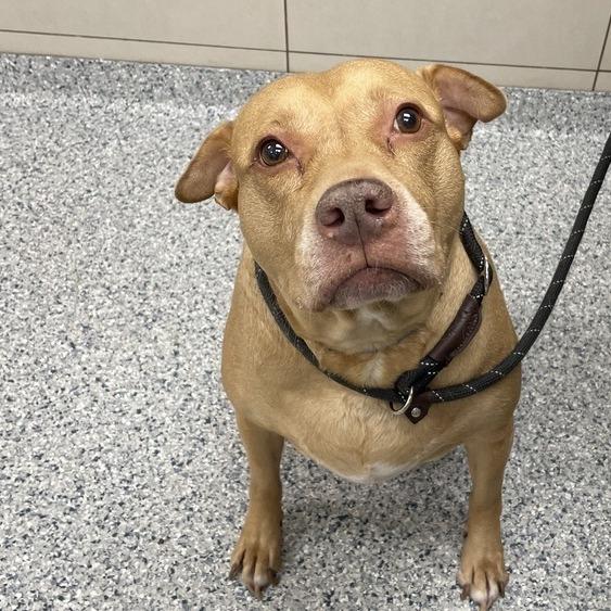 Enlarge Diamond, a Adoptable mixed breed in Chicago, IL image 1/6