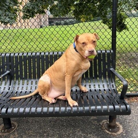 Enlarge Diamond, a Adoptable mixed breed in Chicago, IL image 2/6