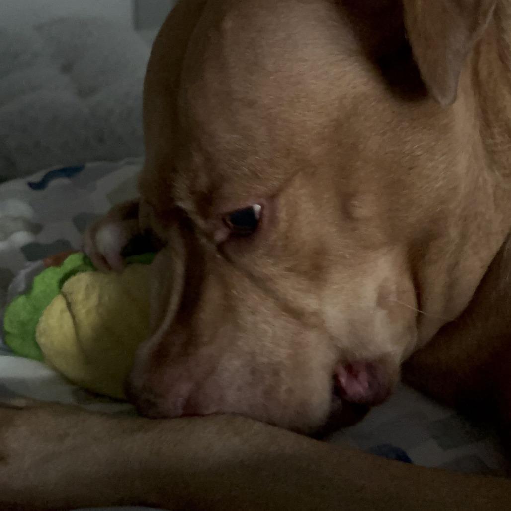 Enlarge Diamond, a Adoptable mixed breed in Chicago, IL image 3/6
