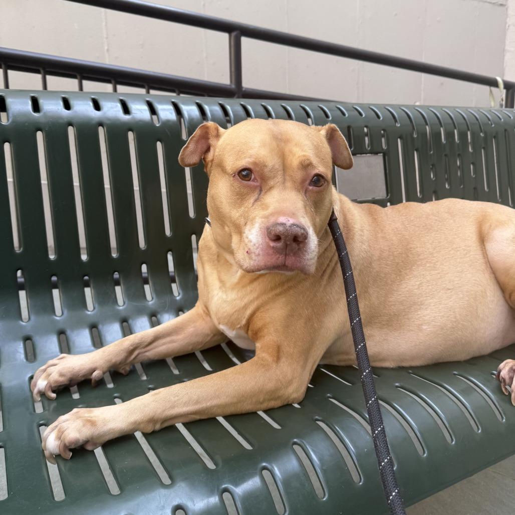 Enlarge Diamond, a Adoptable mixed breed in Chicago, IL image 5/6