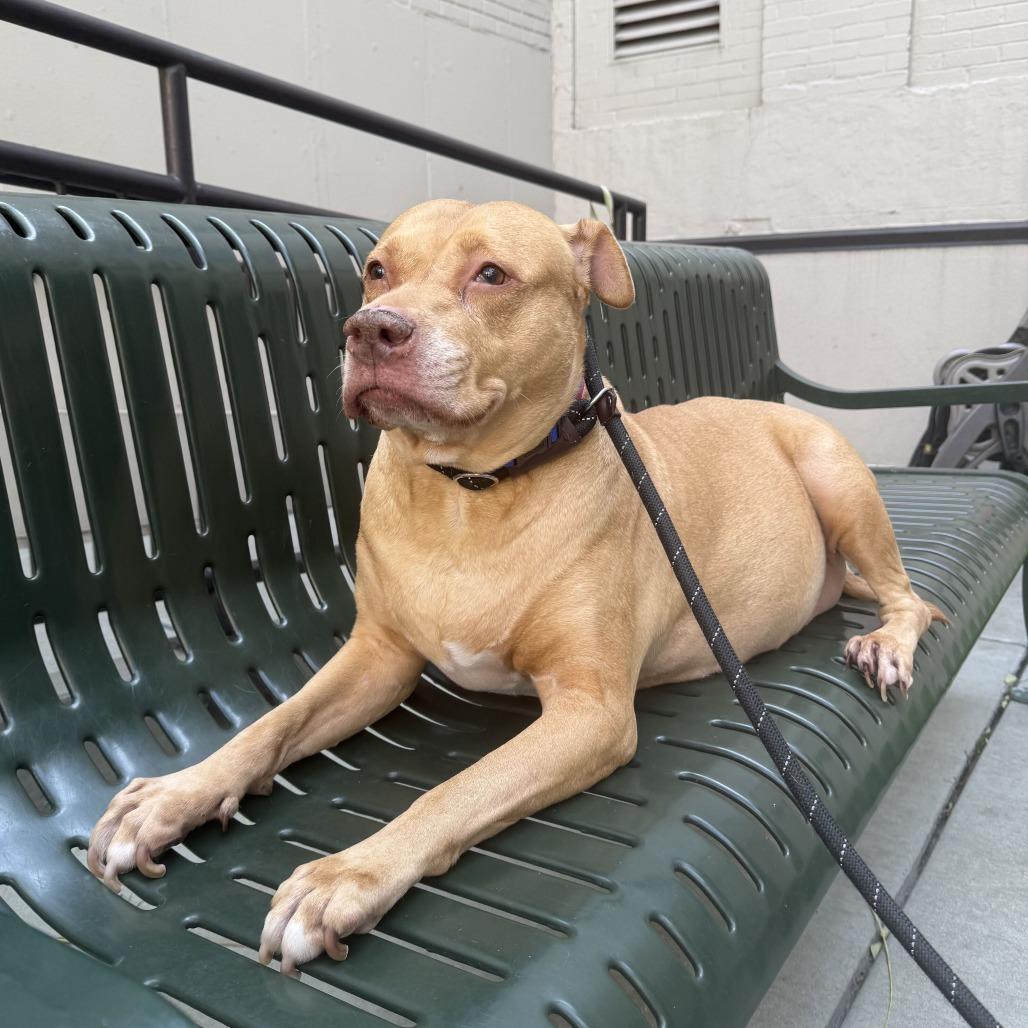 Enlarge Diamond, a Adoptable mixed breed in Chicago, IL image 6/6