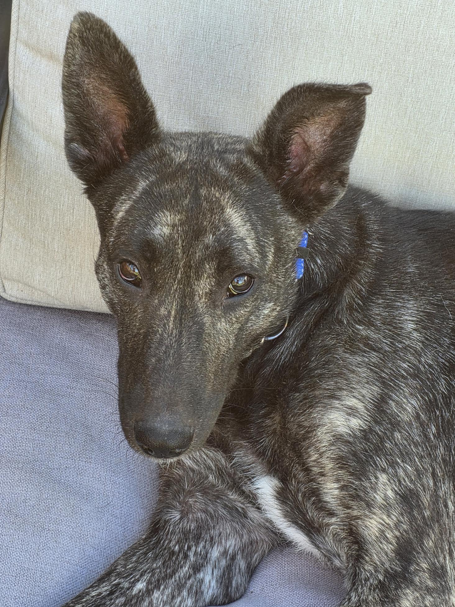 Enlarge Kinny, a ADOPTABLE mixed breed in Las Vegas, NV image 4/4