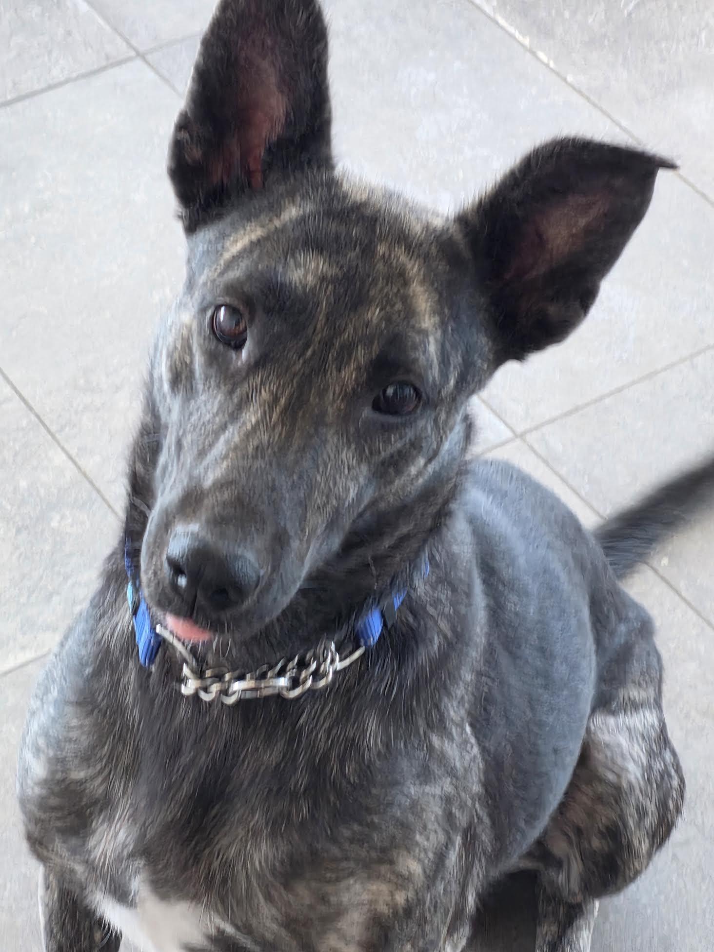 Enlarge Kinny, a ADOPTABLE mixed breed in Las Vegas, NV image 2/4