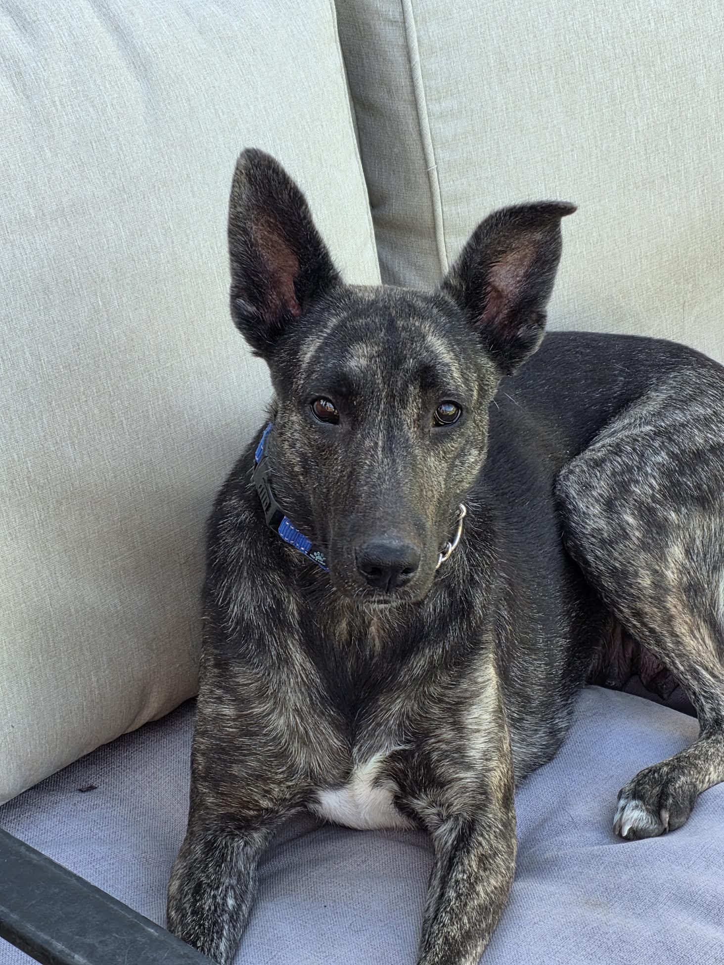 Enlarge Kinny, a ADOPTABLE mixed breed in Las Vegas, NV image 1/4