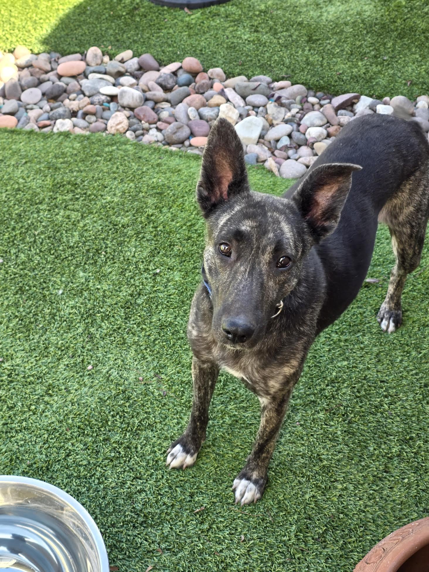 Enlarge Kinny, a ADOPTABLE mixed breed in Las Vegas, NV image 3/4