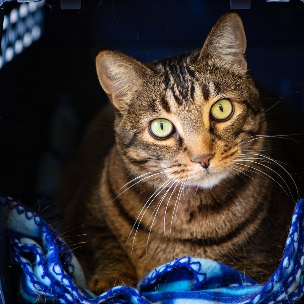 Tiger, Adoptable, Senior Female Domestic Short Hair & Abyssinian.