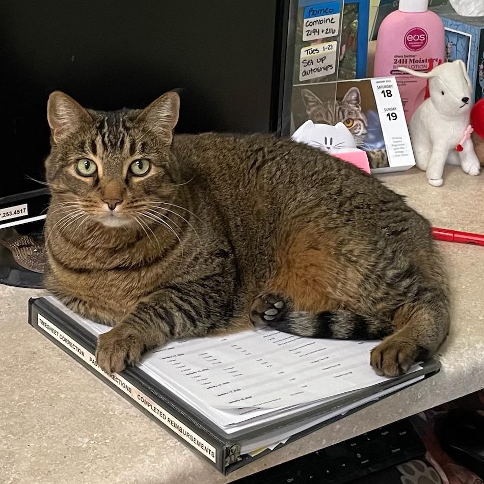 Enlarge Tiger, a Adoptable mixed breed in St. Helena, CA image 2/6