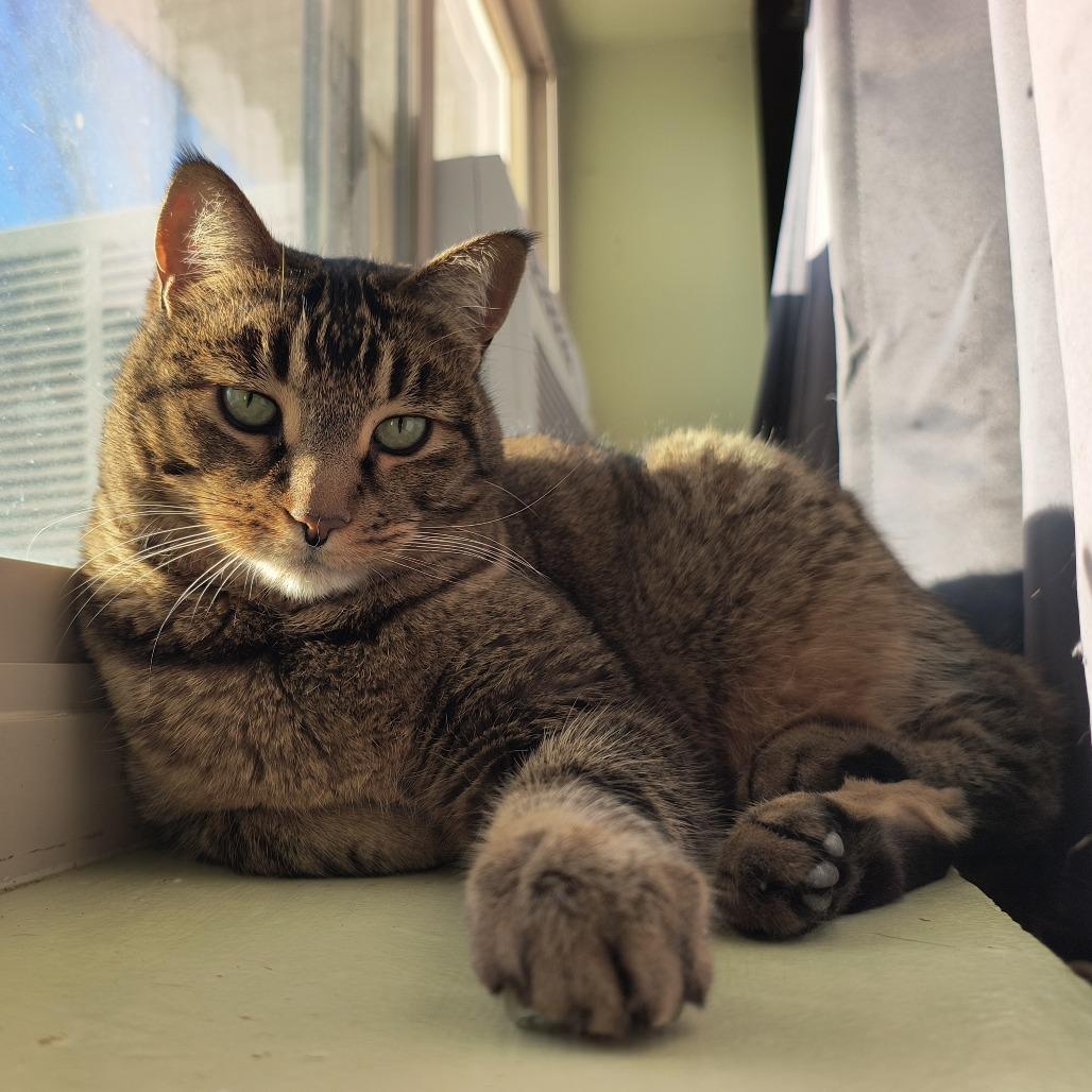 Enlarge Tiger, a Adoptable mixed breed in St. Helena, CA image 3/6